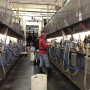 Dairy Employee Parlor Milking
