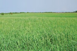 CRP Land Conservation_Darrell Smith