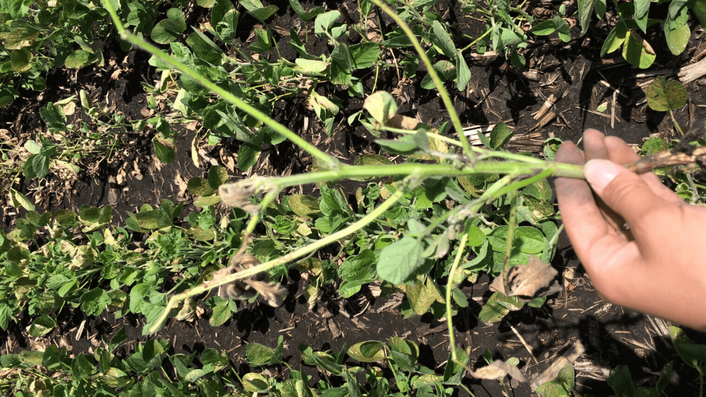 Beating My Root Beat Fusarium Root Rot with Proactive Seed Selection and Treatments - AgWeb