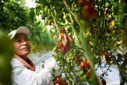 NatureSweet tomato harvest. Photo courtesy NatureSweet