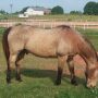 Clemsonhorse.jpg