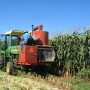 corn-silage