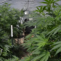 California voters will decide Nov. 8 whether to legalize marijuana for recreational use.