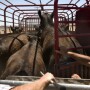 Ailing 11-year-old cow discovered at livestock market.