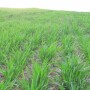 WinterWheat.jpg