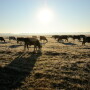 Cattle in Pasture_dairy.jpg