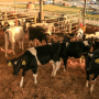 Holstein Heifers