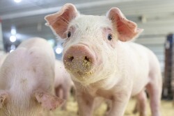Piglet
