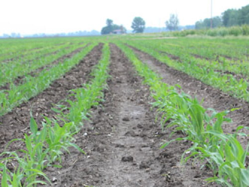 young corn missouri