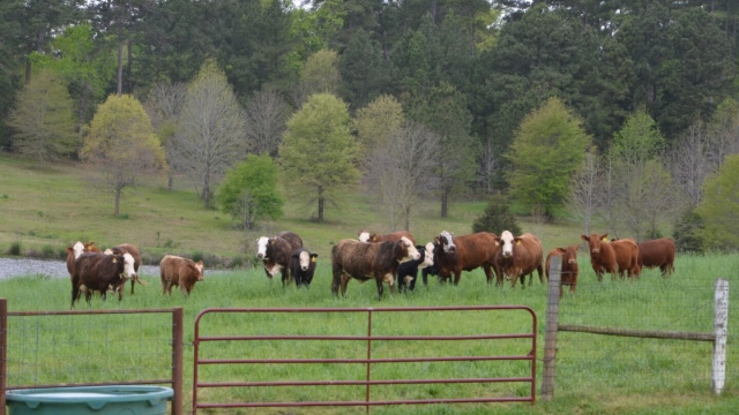 TSCRA Submits Second Amicus Brief on Landowner Rights Court Case Drovers