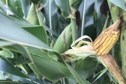 You can make a new selection after Sept. 1 for the 2019 and 2020 growing seasons. 