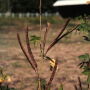 coffee_senna