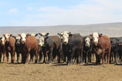 Feedlot marketing proposals
