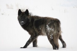 Yellowstone_Wolf_Winter