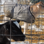 DT_Dairy_Calves_Cold_Weather