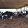 DT Compost Bedded Pack