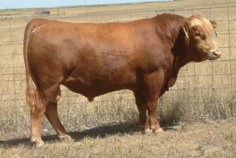 Red_Angus_Bull