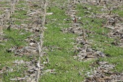 Weeds can thrive even in cooler soils.