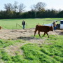 winter pasture