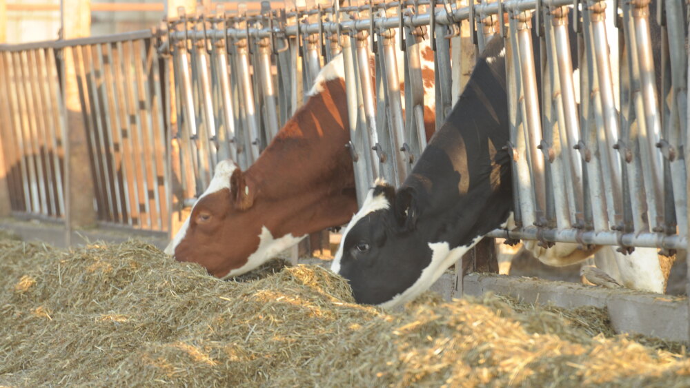 two dairy cows.jpg