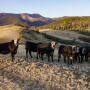 Saddlehorn