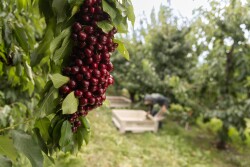 superfresh cherries