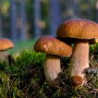 mushrooms in forest
