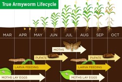 This is the lifecycle for true armyworm. The timing is specific to Indiana, but it can be used to estimate approximately when you might see the pest in your fields.