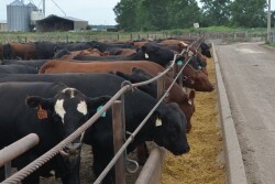 Profit margins for cattle sold for slaughter last week declined $55 per head, according to the Sterling Profit Tracker.