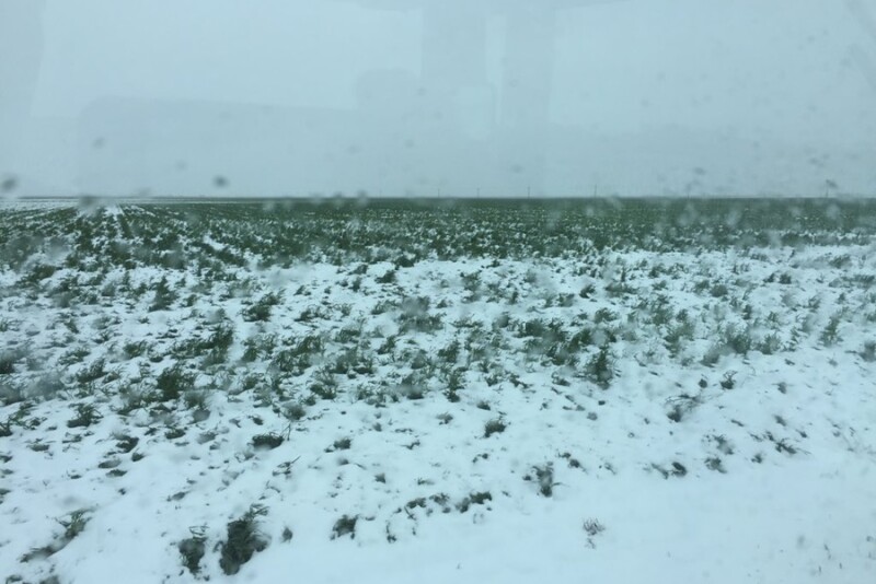 Late-April snow blanketed this Kansas wheat field ... and a lot others.