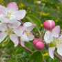 UnitedApple SpringBloom-WEB.png