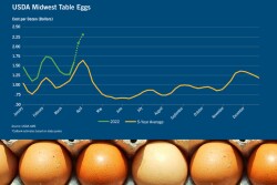 Egg Prices