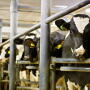 The Missouri Dairy Hall of Honors inducted six members Feb. 1 at an awards ceremony at the University of Missouri Animal Science Research Center in Columbia.