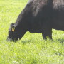 BT_Cow_Grazing
