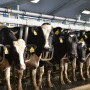 The dry period is a time to allow a cow to rest and prepare herself for the next lactation. However, the drying off process can be incredibly stressful for the animal. 