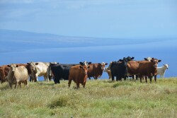 Beef cow slaughter year-to-date through the first week of October was 11% higher than last year, and that followed 2017's increase of 11%.
