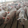 The estimated weaner pig profit opportunity is calculated by comparing the weaner pig cash price to the weaner breakeven. The profit potential decreased $6.54 this week to a projected gain of $13.87 per head