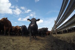 BT_Feedlot_GoPro