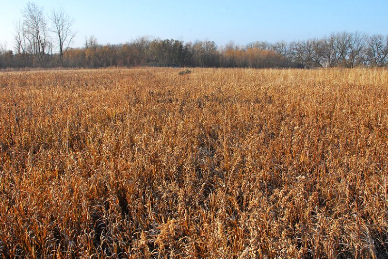 Dr. Carl Zulauf of Ohio State University, via a FarmDoc Daily article, proposes merging General CRP and Continuous CRP into a Site Specific CRP.