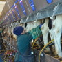 Dairy workers prepping and putting milkers on in a parlor. 