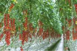 NatureFresh is expanding some of its organic offerings due to growing interest.