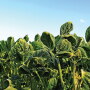 After a recent court decision made it illegal to spray three over-the-top dicamba formulations, farmers might be wondering what their herbicide options are.