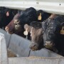 Cattle feeding margins declined by $80 per head last week as cash prices slumped $1 to $2 per cwt. 