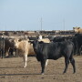 feedlot 