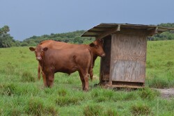 Drovers Hosted Header.JPG