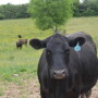 BT_Cow