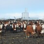 BT_Hereford_Cattle_Feedlot