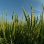 Wheat field