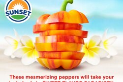 Mastronardi Produce's Sunset-brand Aloha peppers are competing in the Best New Vegetable Product category of the United Fresh Produce Association's Innovations Awards during the association's June 25-27 show in Chicago.