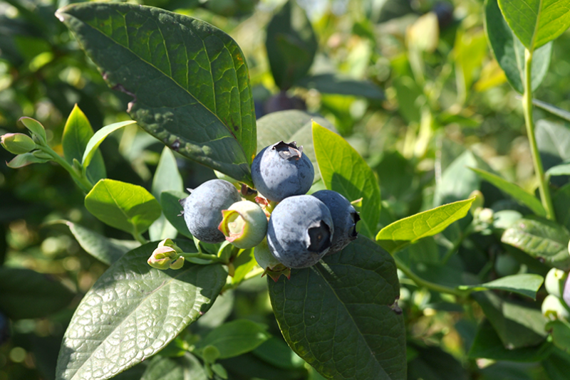 Blueberries are among fresh produce crops finding strong growth in Latin America.